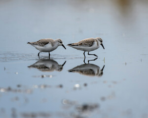 Small shorebirds walk along the wet mudflat at low tide in a coastal habitat during the early morning hours