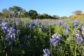 spring flowers in the field