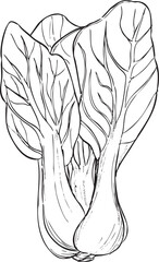チンゲン菜　丸ごと　線画