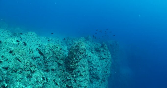 damsel fish school and some other mediterranean fisg scenery underwater