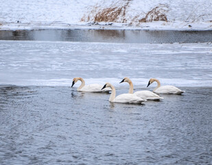 Trumpeter Swans swim gracefully in a serene, icy lake during winter at a remote nature reserve