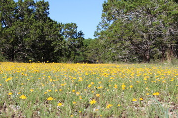 field of yellow flowers
