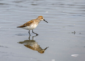Small shorebird walking along the water's edge at a coastal location during daylight hours near a sandy beach