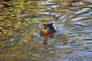 Beautiful duck swimming in the lake with colors of the trees reflected in the water