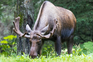 Wild moose grazing in a field near Anchorage, Alaska.
