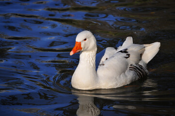 Beautiful goose swimming in the lagoon