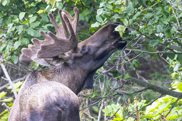 Wild moose grazing in a field near Anchorage, Alaska.