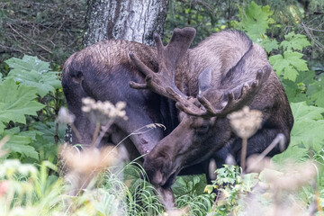 Wild moose grazing in a field near Anchorage, Alaska.