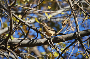 Turdus falcklandii, also known as the Patagonian thrush