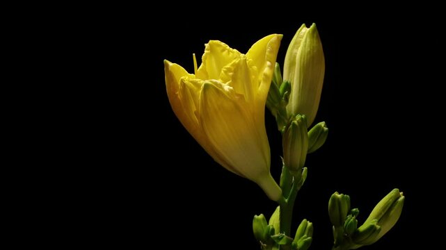 Time lapse footage of yellow Hemerocallis fulva, or common day lily flower, Hemerocallis hybrida Bergmans growing blossom from bud to full blossom isolated on black background, 4k video b roll shot.