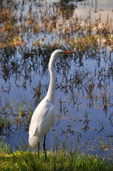 Beautiful white heron - Ardea alba 