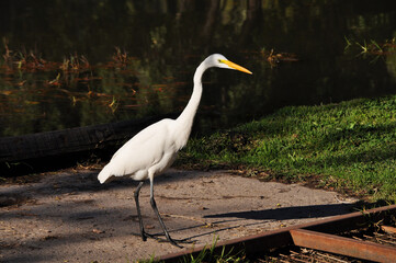 White heron with its long neck