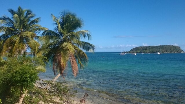 tropical beach with palm trees