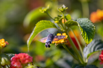 Hawk moth on emerald green background. Macroglossum stellatarum. Natural wildlife scene. Selective focus.