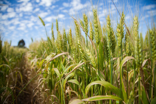 Stalks of green wheat in a sunlit grain paddock