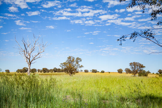 Green paddock of grass and blue cloud speckled sky