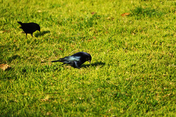 Two black male blackbirds with blue reflections