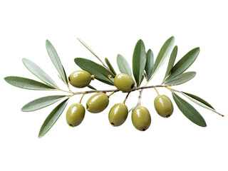 Fresh Green Olives on Branch with Leaves High-Quality Photo