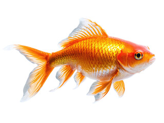 Fototapeta premium Vibrant Orange Goldfish A Stunning Aquatic Creature