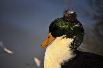 Duclair duck originally from Normandy, France