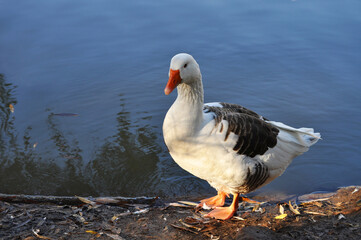 Goose on the shore of the lake