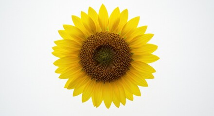 Obraz premium Bright Yellow Sunflower with Large Bloom on White Background