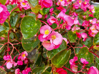 Begonia grandis, also known as hardy begonia or Christmas begonia flowers