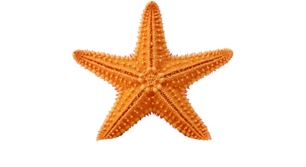 An orange starfish illuminated is centered against a stark black background Its distinct shape  texture are clearly visible