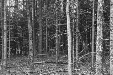 Black and white forest scene