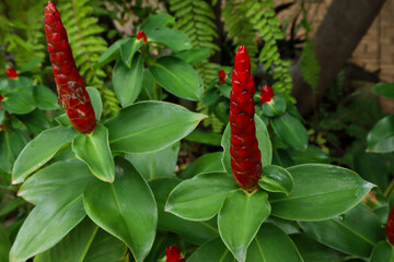 Group of Costus spicatus, also known as Indian head ginger or spiked spiral flag flowers.
