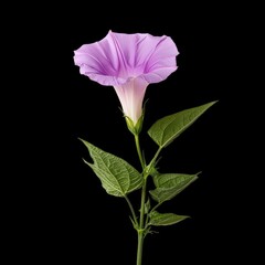 Fototapeta premium Beautiful purple morning glory flower with trumpet shape stands elegantly against black background, showcasing its delicate petals and vibrant color. lush green leaves complement flower beauty