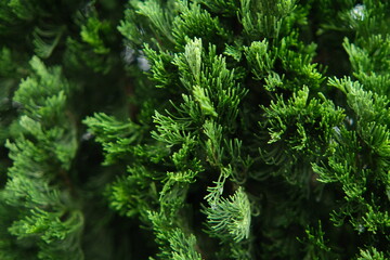 Cypress Foliage Close-Up: Evergreen Texture and Detail