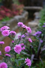 Purple Asters in a Serene Garden Setting