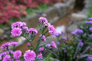 Purple Asters by a Stream in a Lush Garden