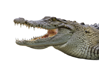 Crocodile head on black Open mouth reveals sharp teeth Scaly skin detail eye visible