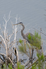Great Blue Heron in the shallow shores of Lake Casitas stalks fish with precision and speed