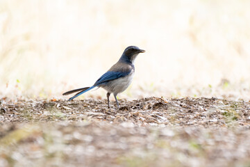 Scrub Jay bird standing upright forages along the hiking trail with one eye looking out for predators and the other searching for food
