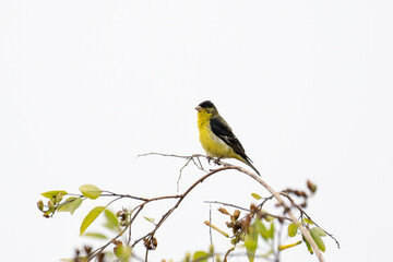 Lesser Gold finch bird perched on thin branch shows color of yellow and black against hazy spring sky