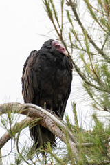 Turkey Vulture perched on a pine tree branch resting after a morning of foraging