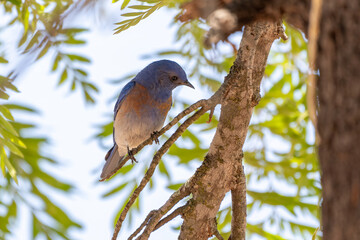 Western Bluebird perched on California tree branch during springtime sunny day