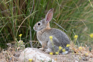 Cotton Tail Rabbit keep alert eye out for danger while moving through the hiking trail