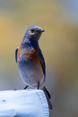 Western Bluebird perched on blue camping tent while looking to the right in the California outdoors