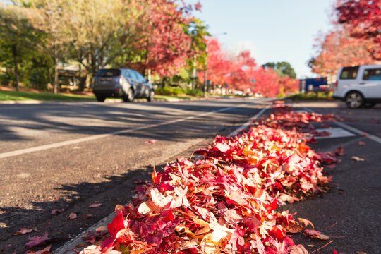 streep sweeper clearing autumn leaves on the side of a road