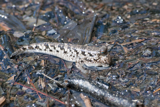 Mudskipper fish in shallow water