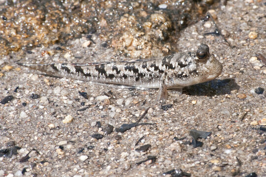 Mudskipper on wet sand