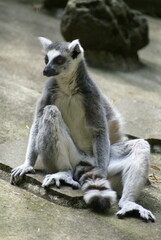 ワオキツネザル