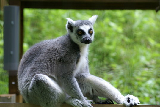 ワオキツネザル