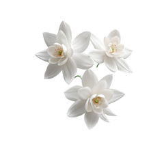 Delicate White Blooms Against a Dark Canvas