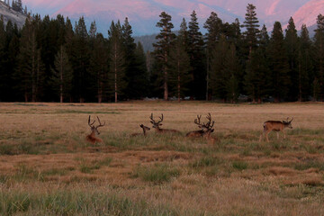 Deer grazing in a tranquil meadow surrounded by tall trees during twilight in a national park