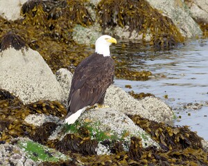 Bald eagle perched on a rock by the water's edge.